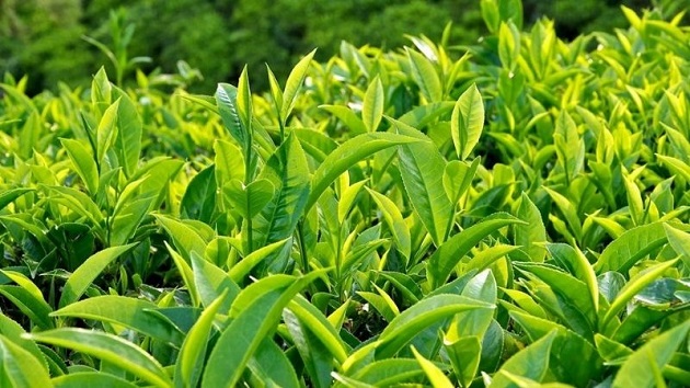 Điều trị viêm nhiễm phụ khoa bằng lá trà xanh