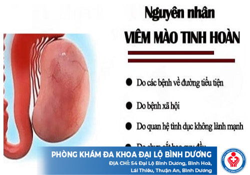 viem mao tinh hoan 1jpg